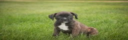 Boxer dogs for sale: Skipper - Ad 6