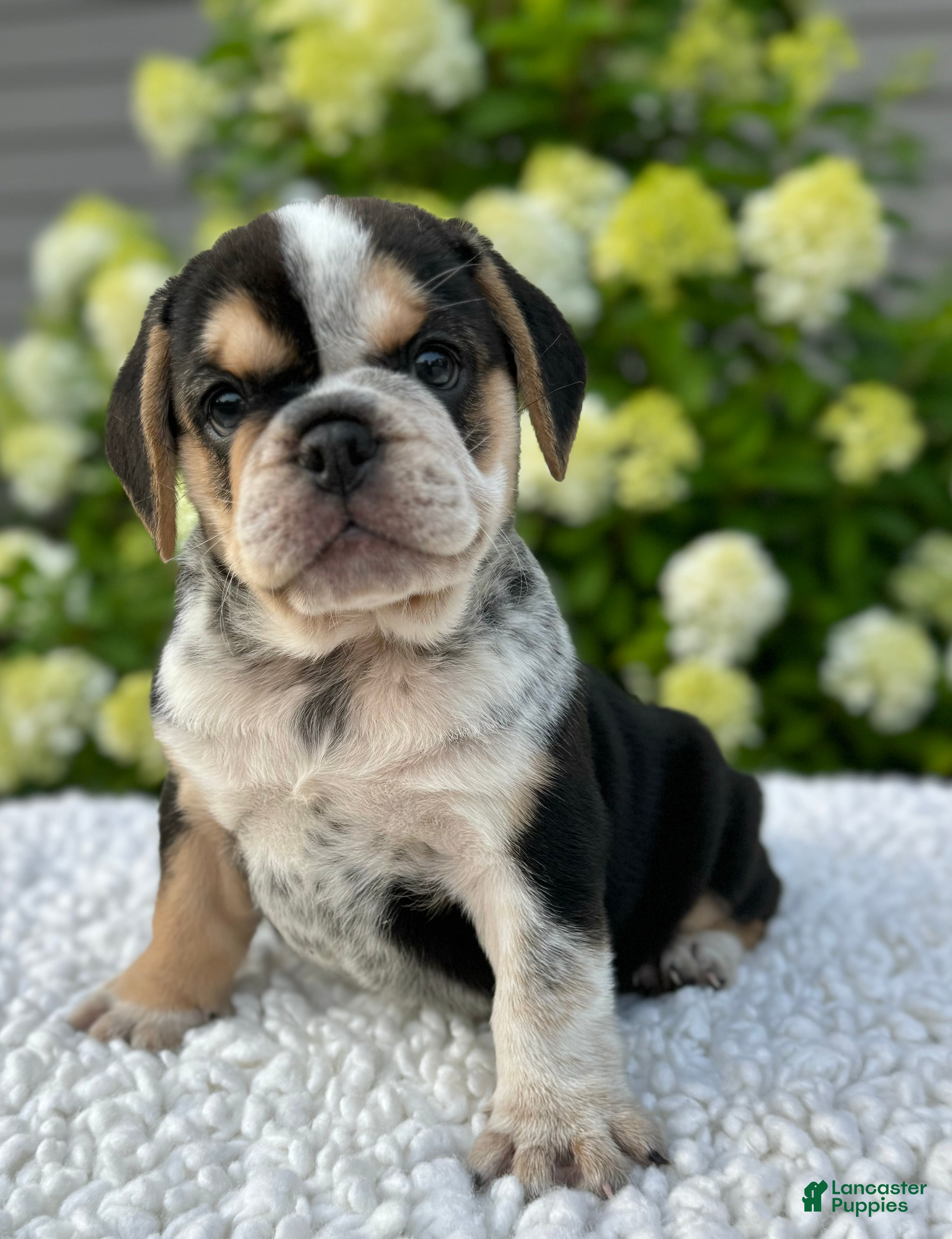 Mixed Breed dogs Hazel  - Ad 1