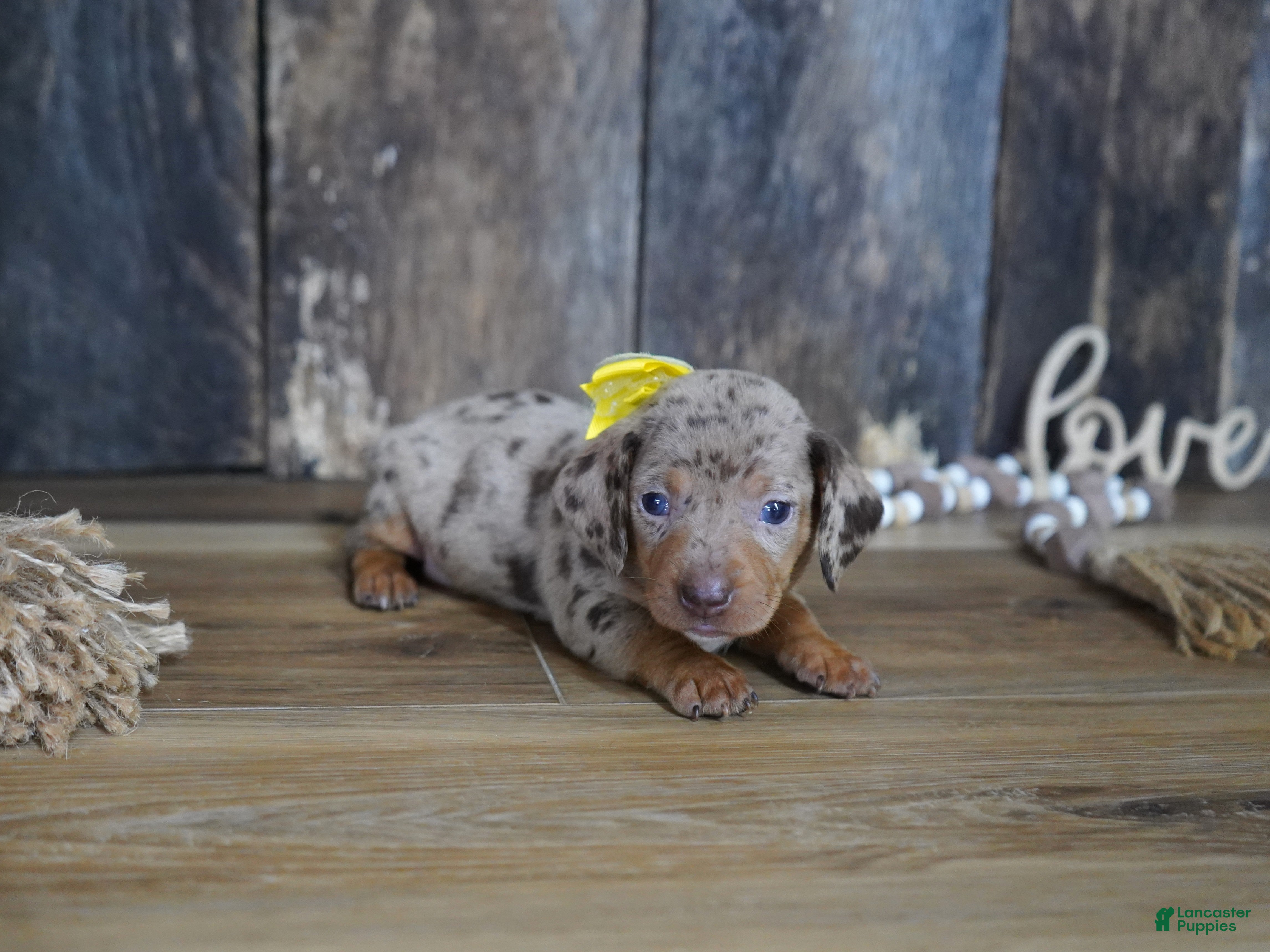 Miniature Dachshund dogs Taylor - Ad 33