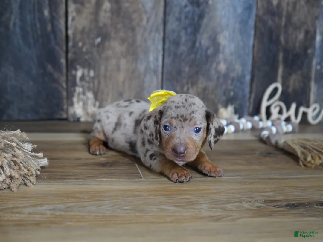 Miniature Dachshund dogs for sale: Taylor - Ad 1