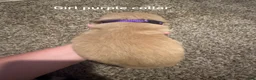 Golden Retriever dogs for sale: Purple collar Golden Retriever 7 - Ad 2