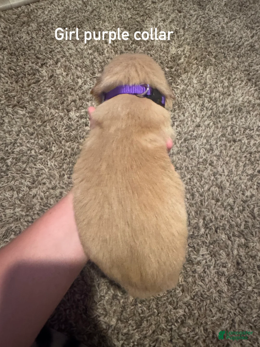 Golden Retriever dogs for sale: Purple collar Golden Retriever 7 - Ad 2