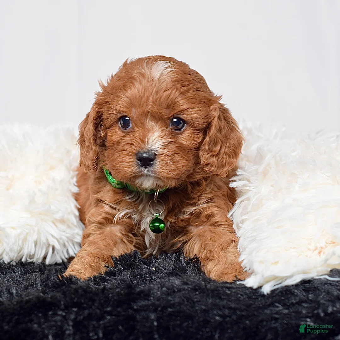 Cavapoo dogs for sale: Mr. Noah - Ad 1