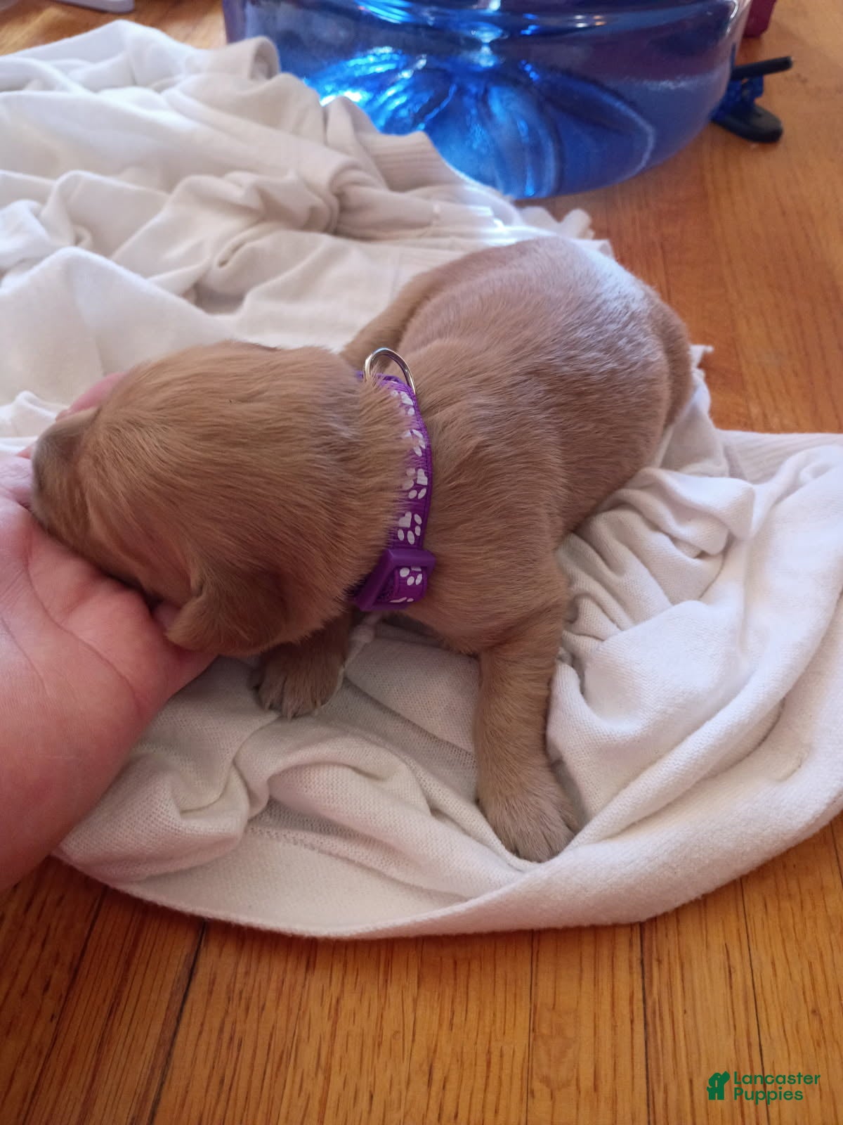 Golden Retriever dogs Golden Retriever Female 7 - Ad 2