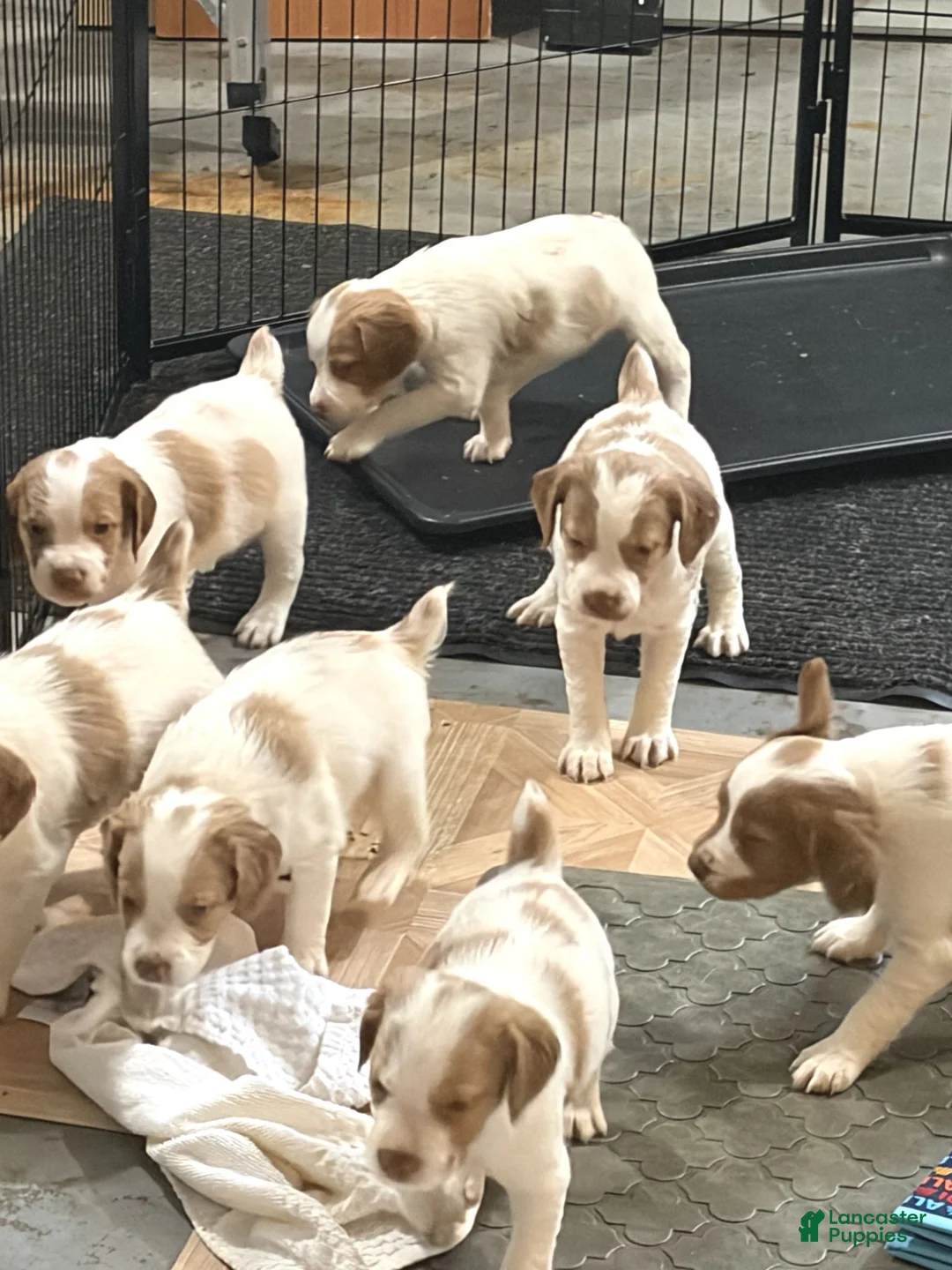 Brittany Spaniel dogs for sale: Brittany Spaniel 5 - Ad 1
