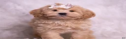 Maltipoo dogs for sale: Misha - Ad 4