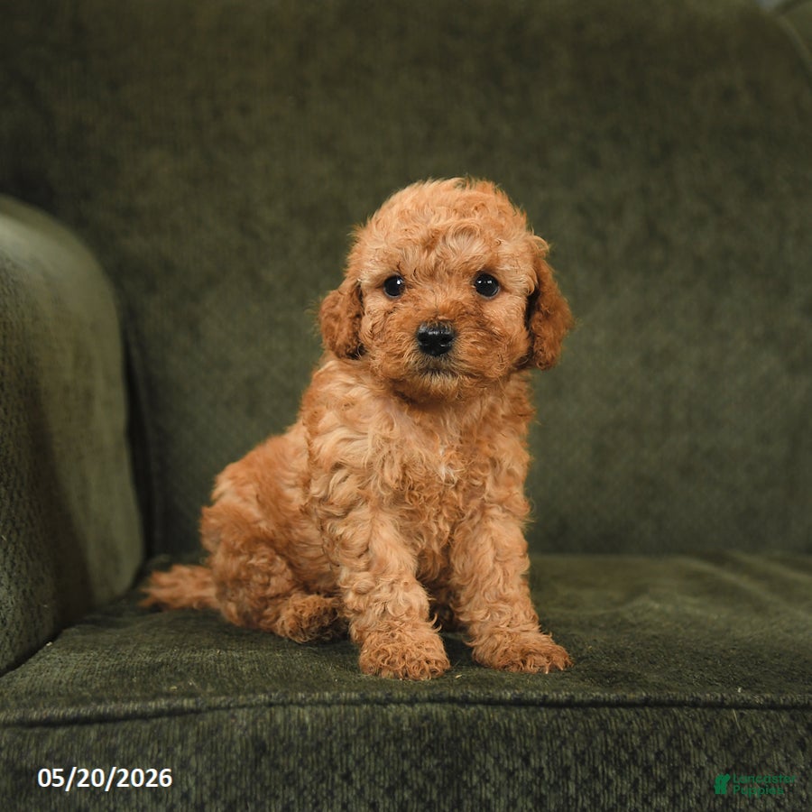 Cockapoo dogs for sale: Hickory - Ad 3