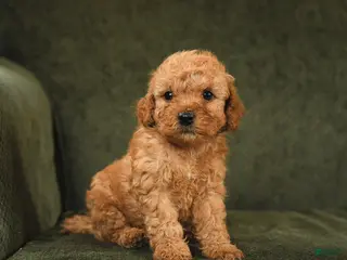 Cockapoo dogs for sale: Hickory - Ad 3