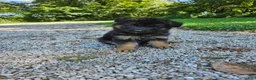 German Shepherd dogs for sale: Roxie  - Ad 3