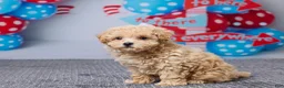 Bichpoo dogs for sale: Brittany - Ad 2