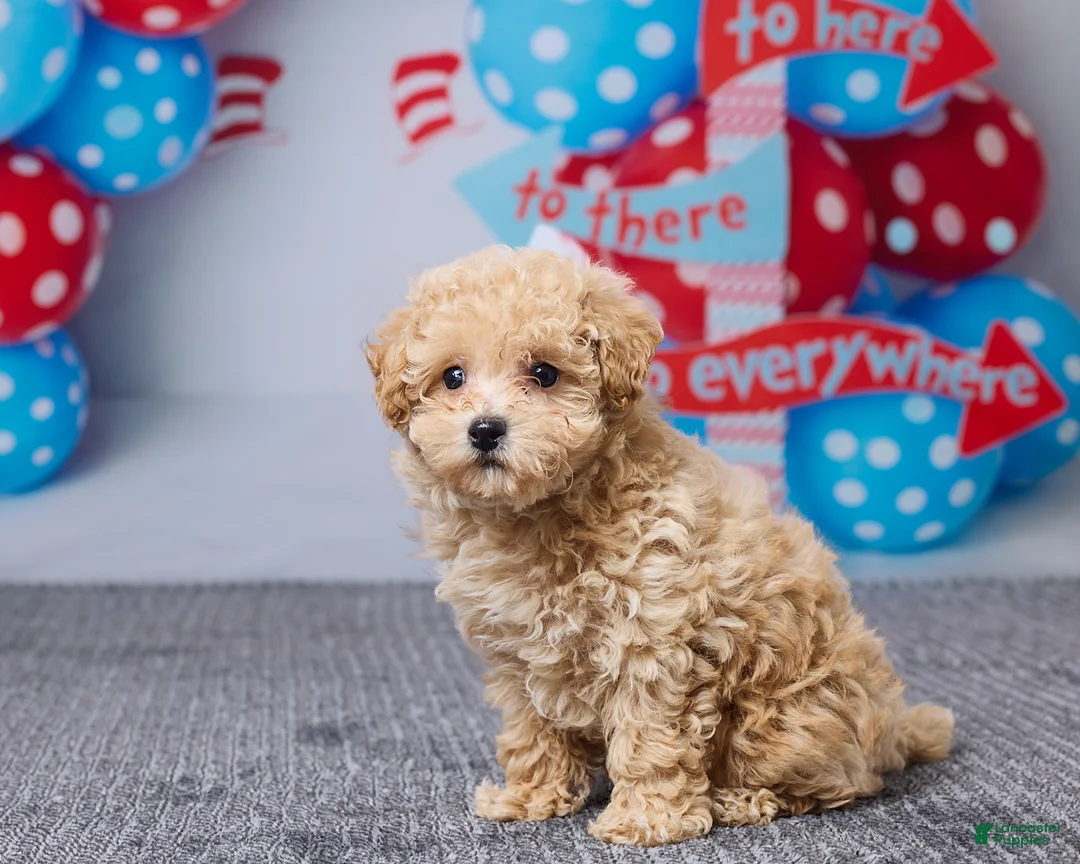 Bichpoo dogs for sale: Brittany - Ad 2