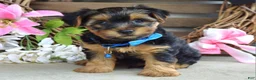 Yorkshire Terrier dogs for sale: Rocky - Ad 3