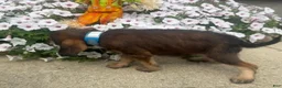 Mixed Breed dogs for sale: Johnny - Ad 3