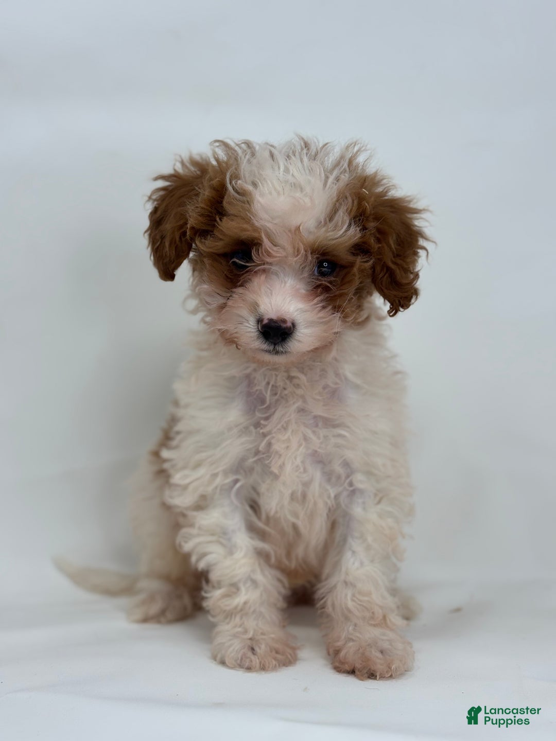 Mini Goldendoodle dogs for sale: Evan - Ad 1