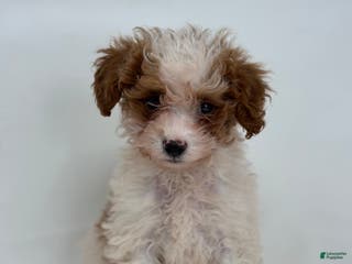 Mini Goldendoodle dogs Evan - Ad 38