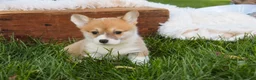 Welsh Corgi Pembroke dogs for sale: Miriam Welsh Corgi Pembroke - Ad 4