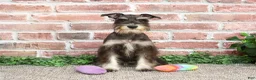 Miniature Schnauzer dogs for sale: Rita - Ad 2