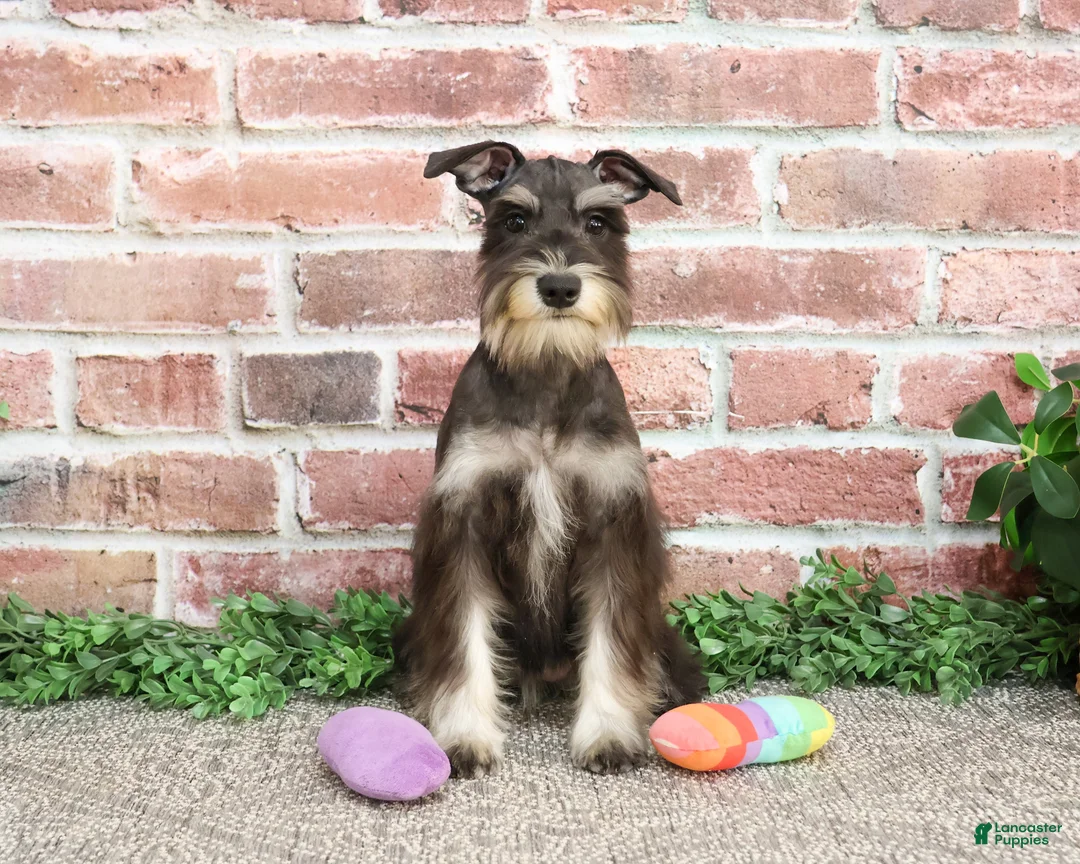 Miniature Schnauzer dogs for sale: Rita - Ad 2