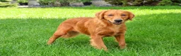 Golden Retriever dogs for sale: Breeze - Ad 3