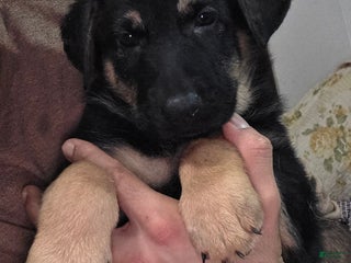 German Shepherd dogs Black (6) - Ad 5