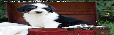 Sammy's Black Paw Print Male