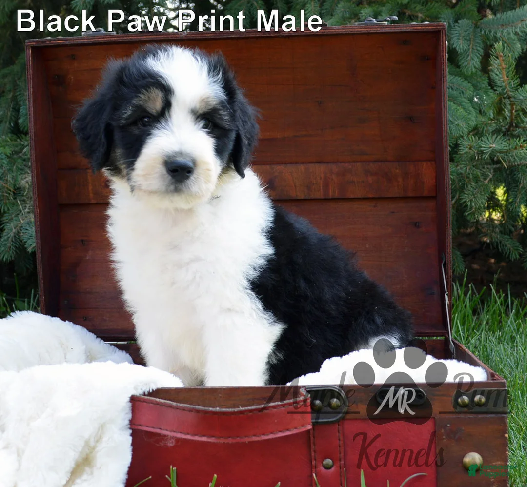 Aussiedoodle dogs for sale: Sammy's Black Paw Print Male - Ad 1