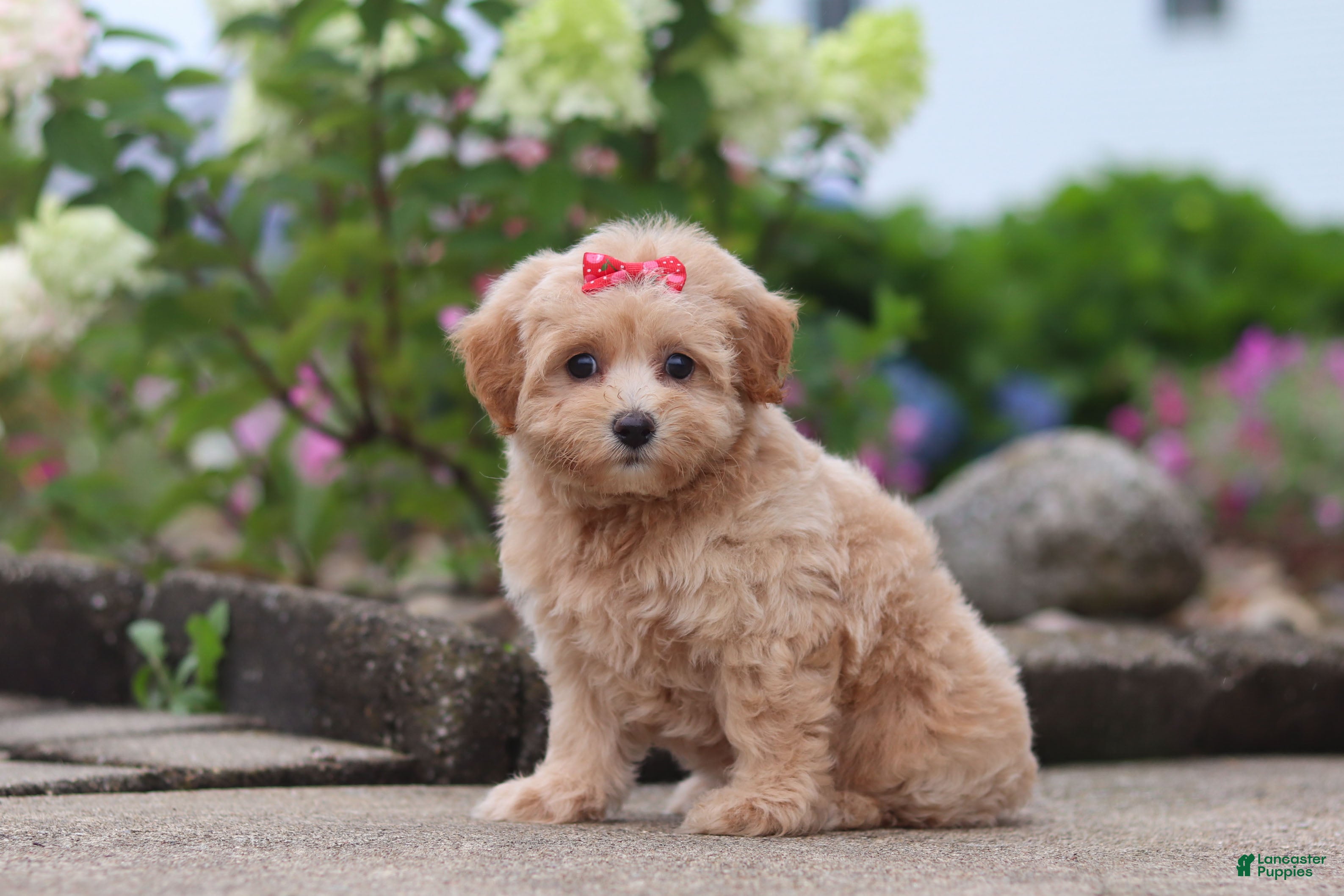 Maltipoo dogs Nellie - Ad 2