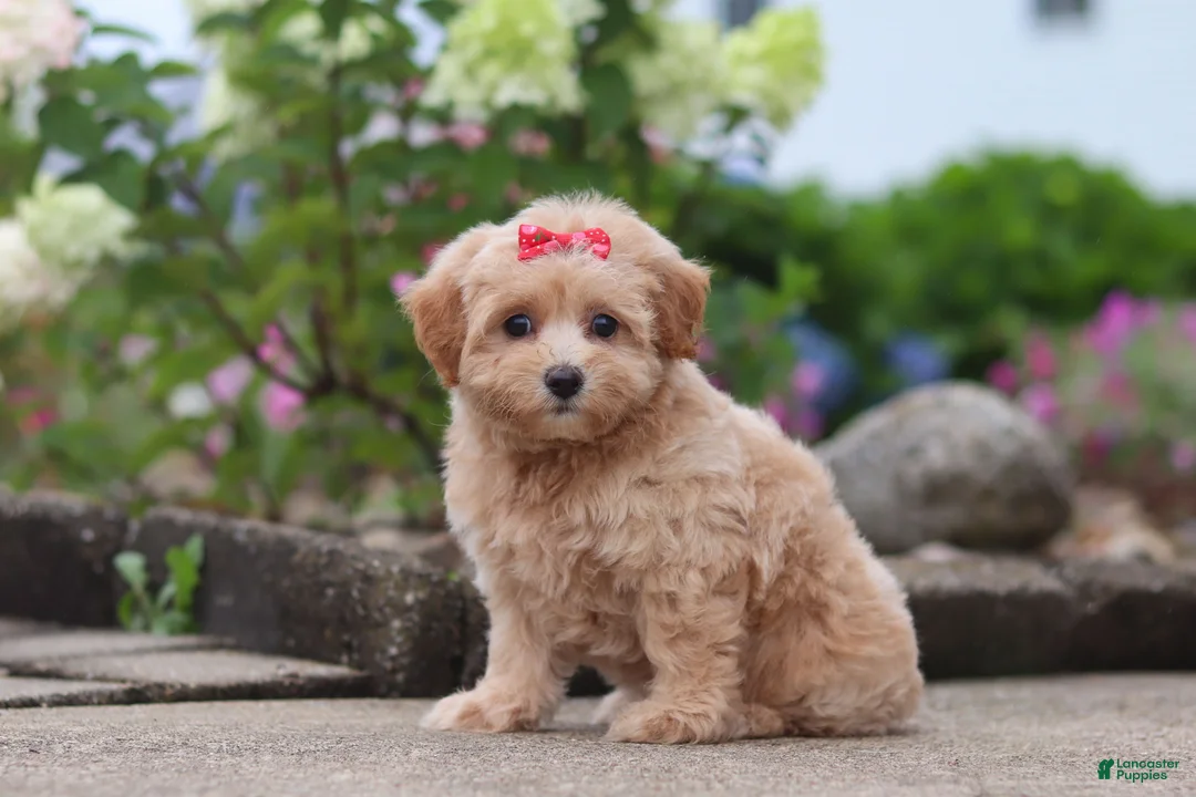 Maltipoo dogs for sale: Nellie - Ad 2