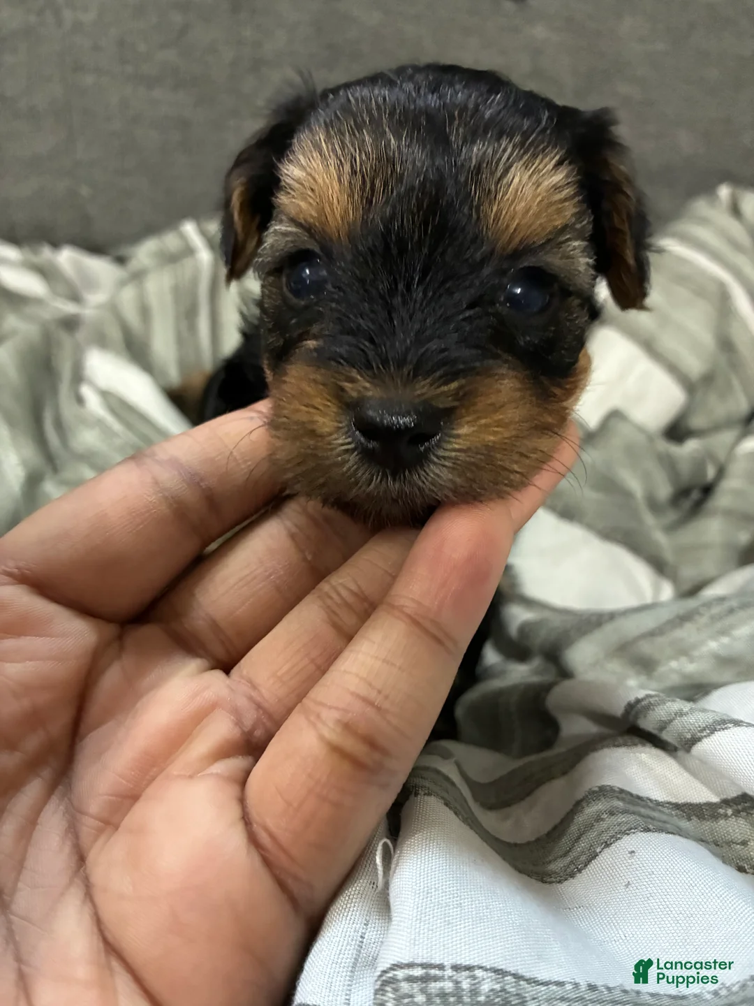Yorkshire Terrier dogs for sale: Yorkshire Terrier Puppy 2 - Ad 2