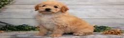 Mini Goldendoodle dogs for sale: Stephanie - Ad 1