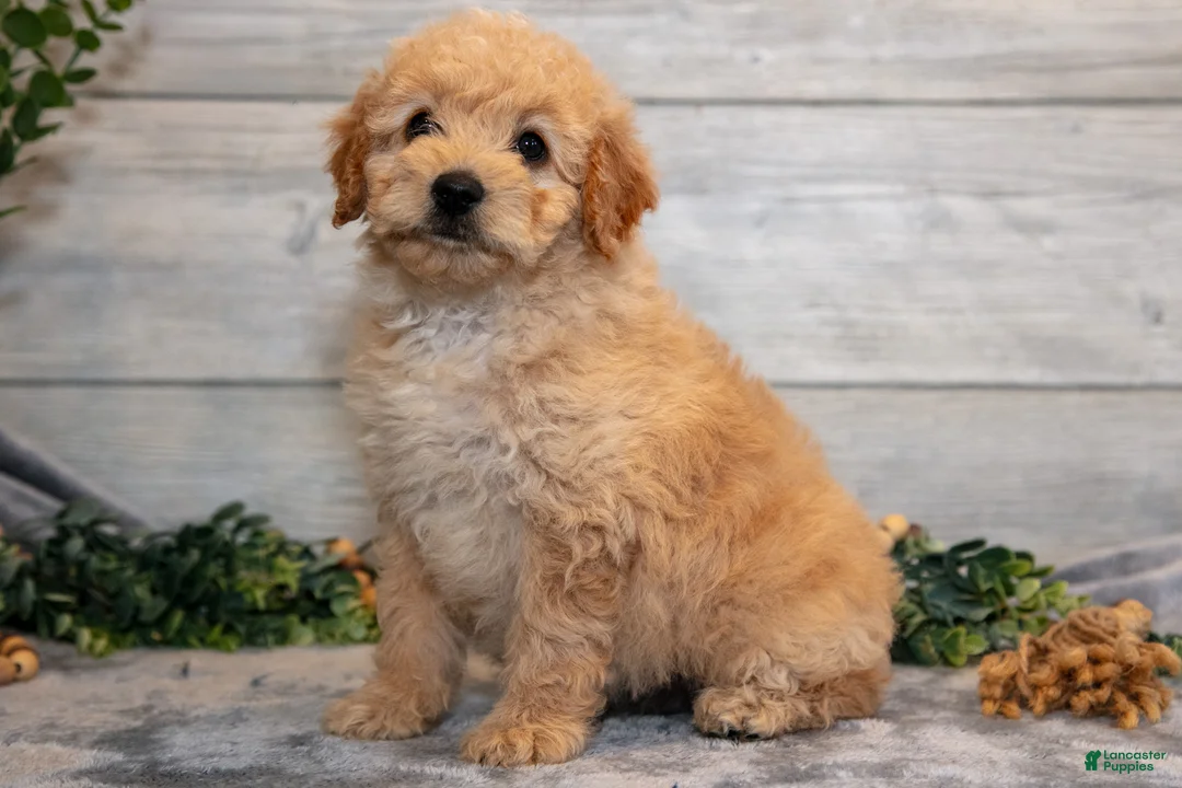 Mini Goldendoodle dogs for sale: Stephanie - Ad 1