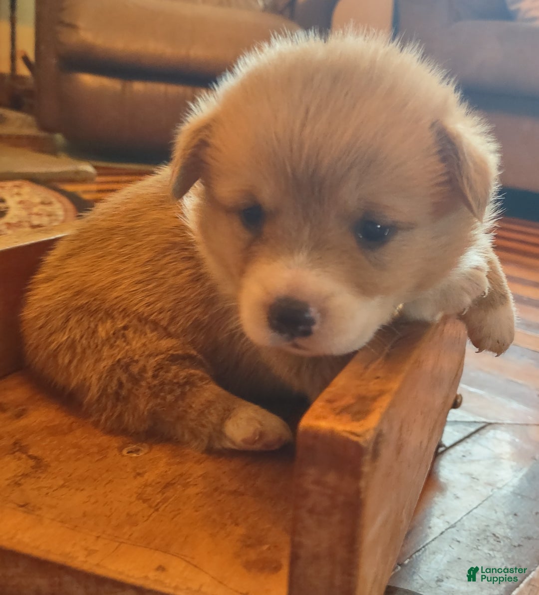 Dog Breed Corgi X Chow Chow Chow Chow Dogs Puppies For Sale Gumtree