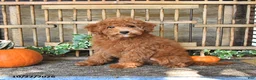 Mini Goldendoodle dogs for sale: Bennet - Ad 3