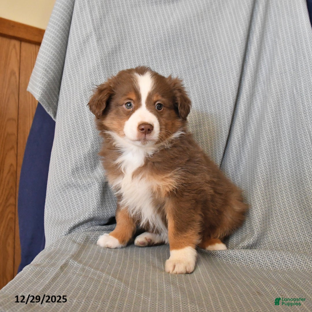 Australian Shepherd dogs for sale: Rocky - Ad 4