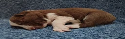 Border Collie dogs for sale: Cash - Ad 6
