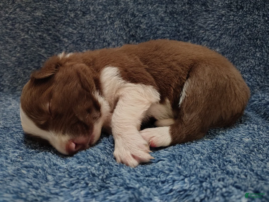 Border Collie dogs for sale: Cash - Ad 6