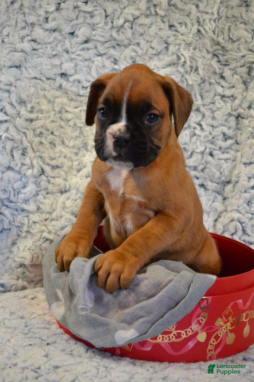 Boxer dogs for sale: River - Ad 1