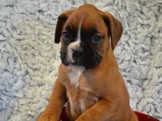 Boxer dogs River - Ad 27