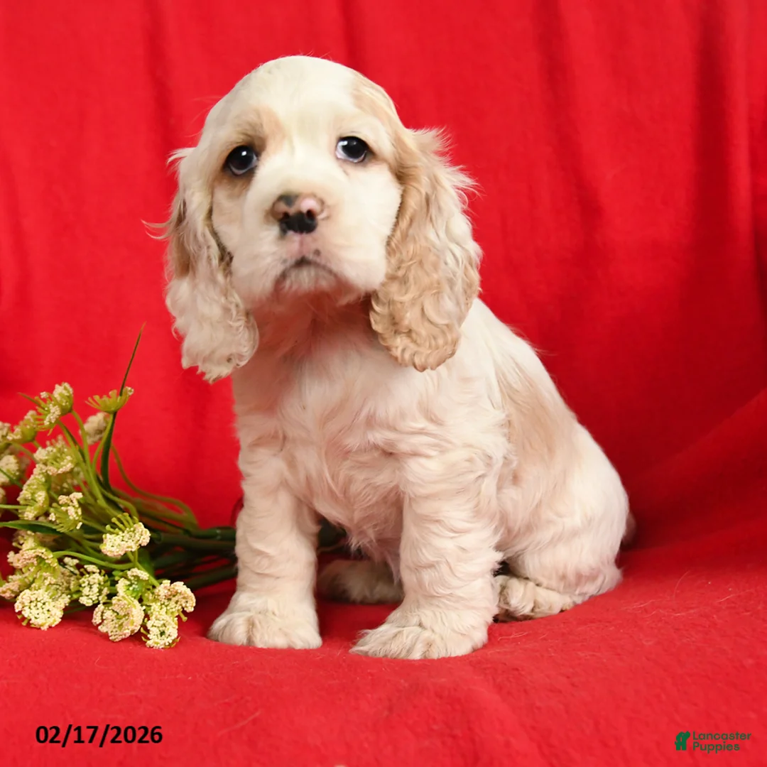 English Cocker Spaniel dogs for sale: Lionel - Ad 4