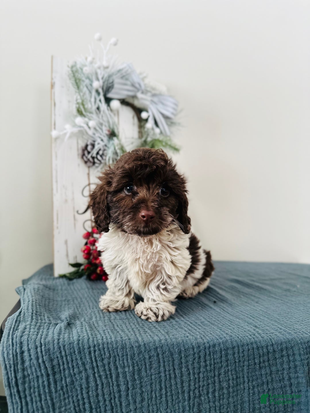 Mixed Breed dogs for sale: Ivy - Ad 3