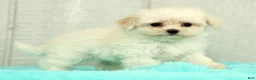 Maltese dogs for sale: Bobby - Ad 4