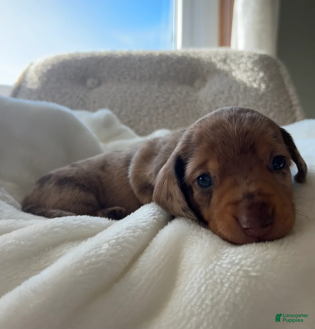Miniature Dachshund dogs for sale: Dasher - Ad 11