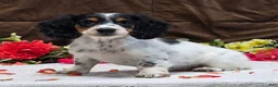 Miniature Dachshund dogs for sale: Rosa - Ad 5