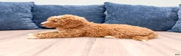 Mini Goldendoodle dogs for sale: Meerah - Ad 4