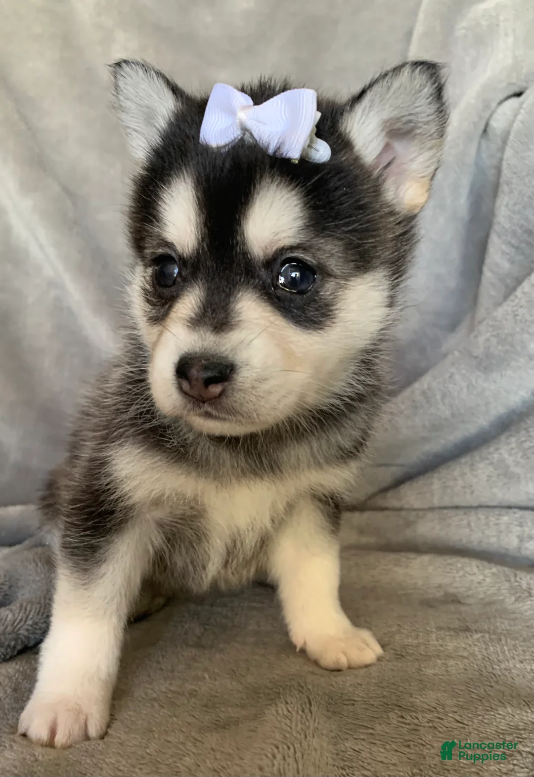 Alaskan Klee Kai dogs for sale: Petite Toy Husky~ Amazing Petunia~!!! - Ad 6