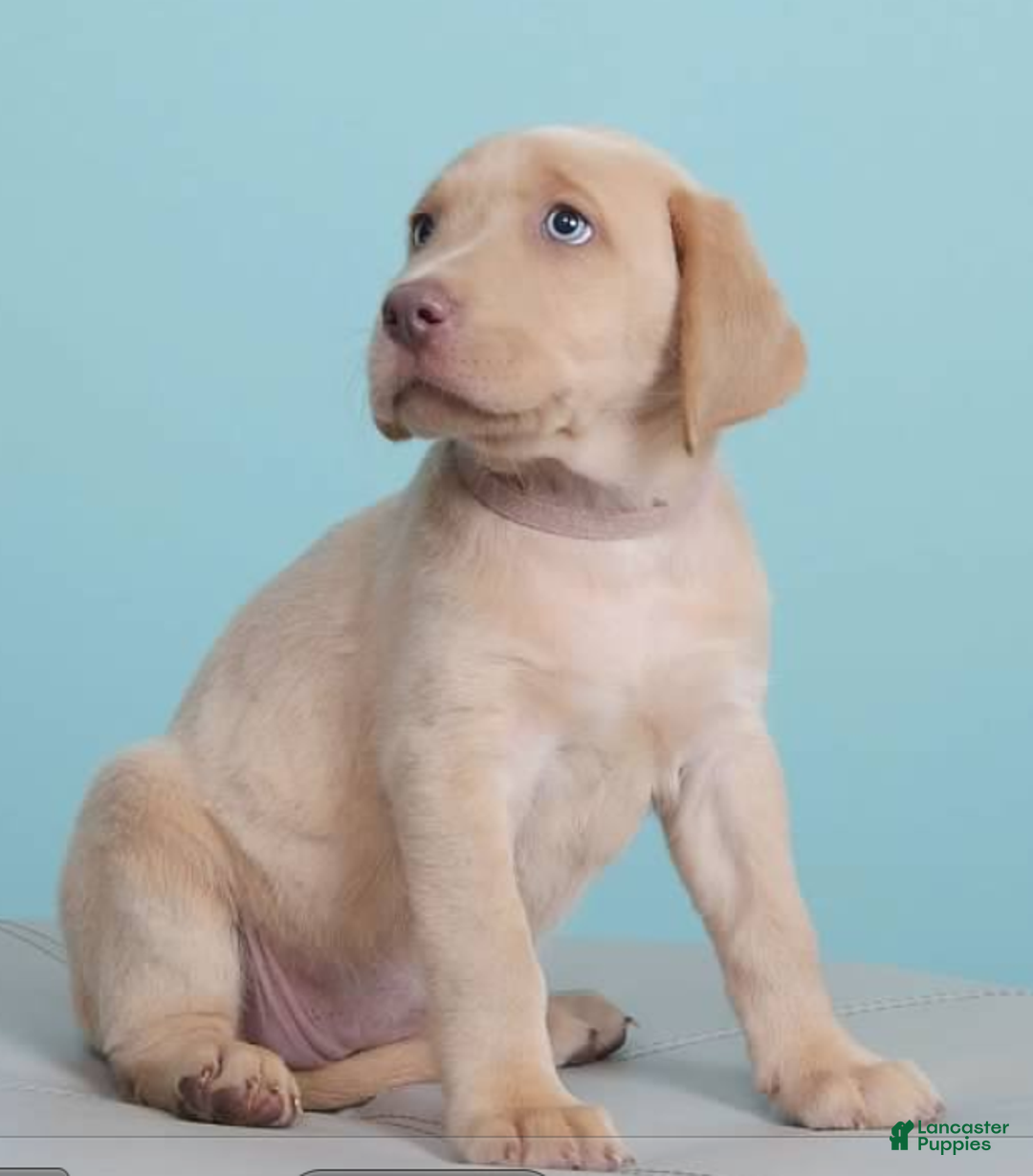 Labrador Retriever dogs for sale: Labrador Retriever Puppy 5 - Ad 35
