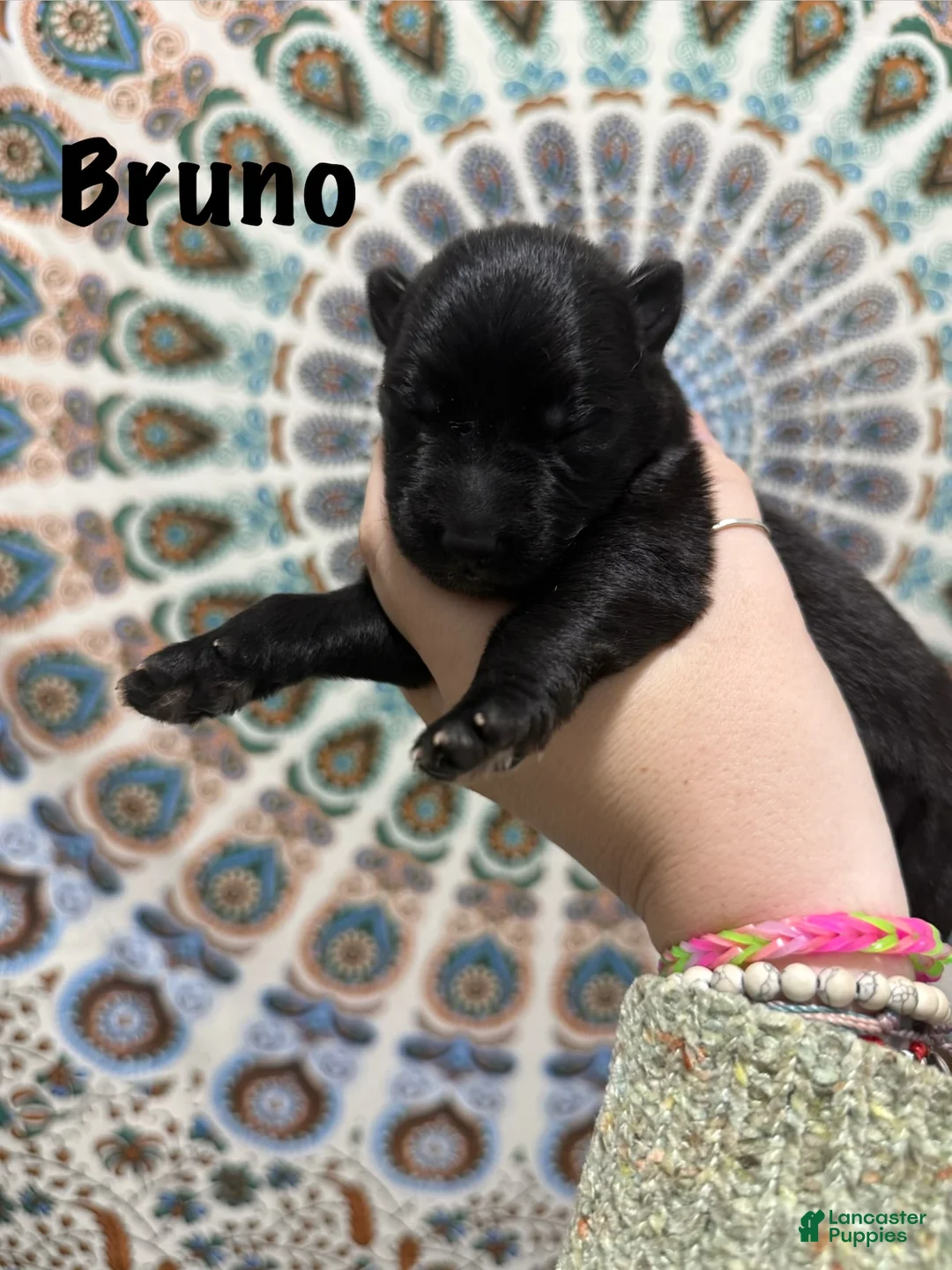 German Shepherd dogs for sale: Bruno - Ad 2