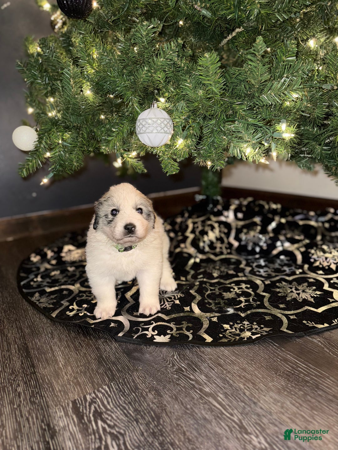 Great Pyrenees dogs for sale: Millie- green - Ad 1