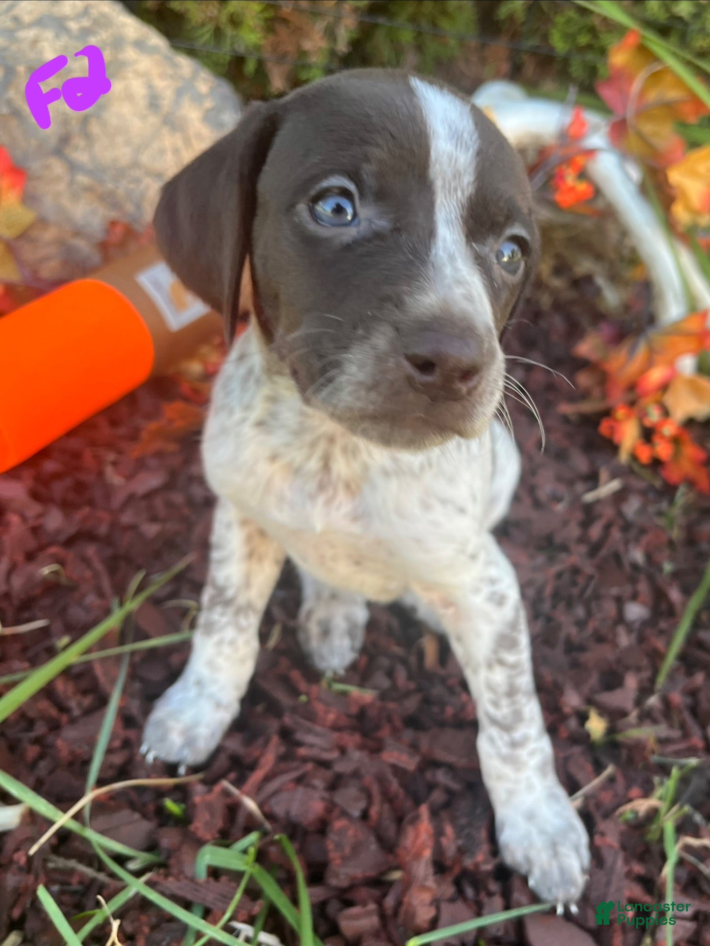German Shorthaired Pointer dogs F2 - Ad 1