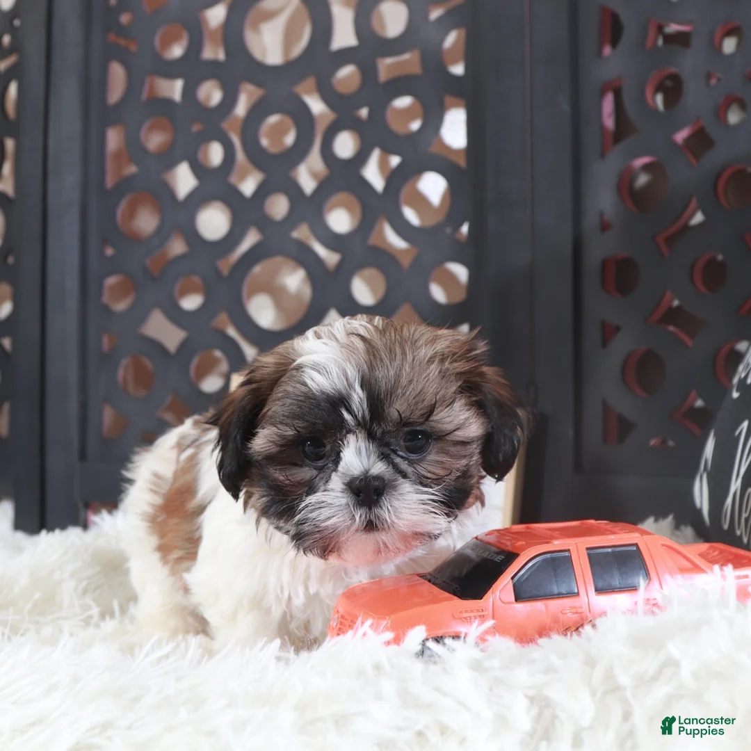 Shih Tzu dogs for sale: Shih Tzu Puppy Stone - Ad 5